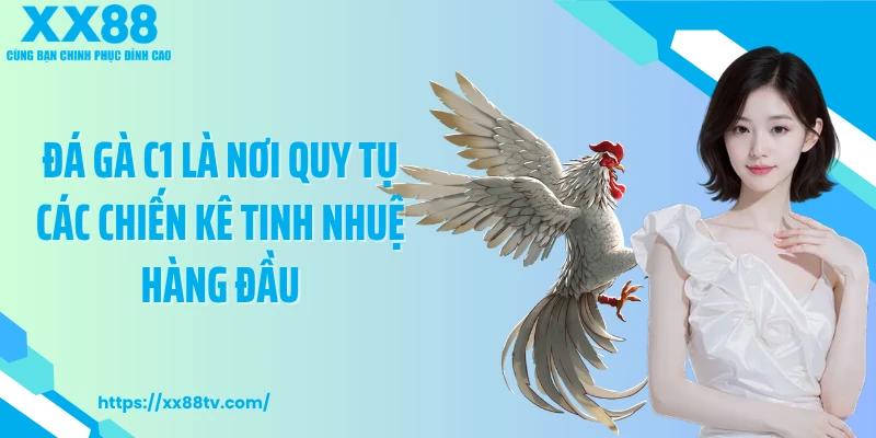 Đá gà C1 là nơi quy tụ các chiến kê tinh nhuệ hàng đầu