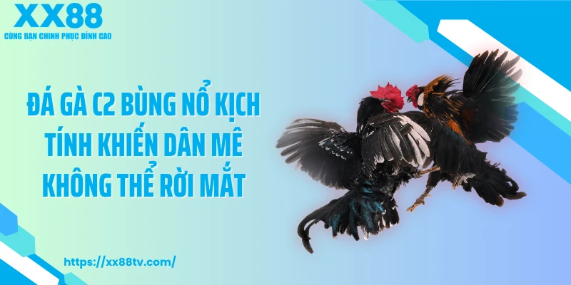 Đá Gà C2 Bùng Nổ Kịch Tính Khiến Dân Mê Không Thể Rời Mắt